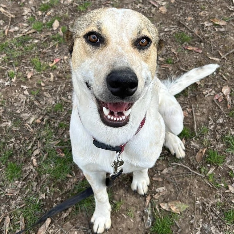 Enlarge Chief, a Adoptable mixed breed in Springfield, MO image 7/8