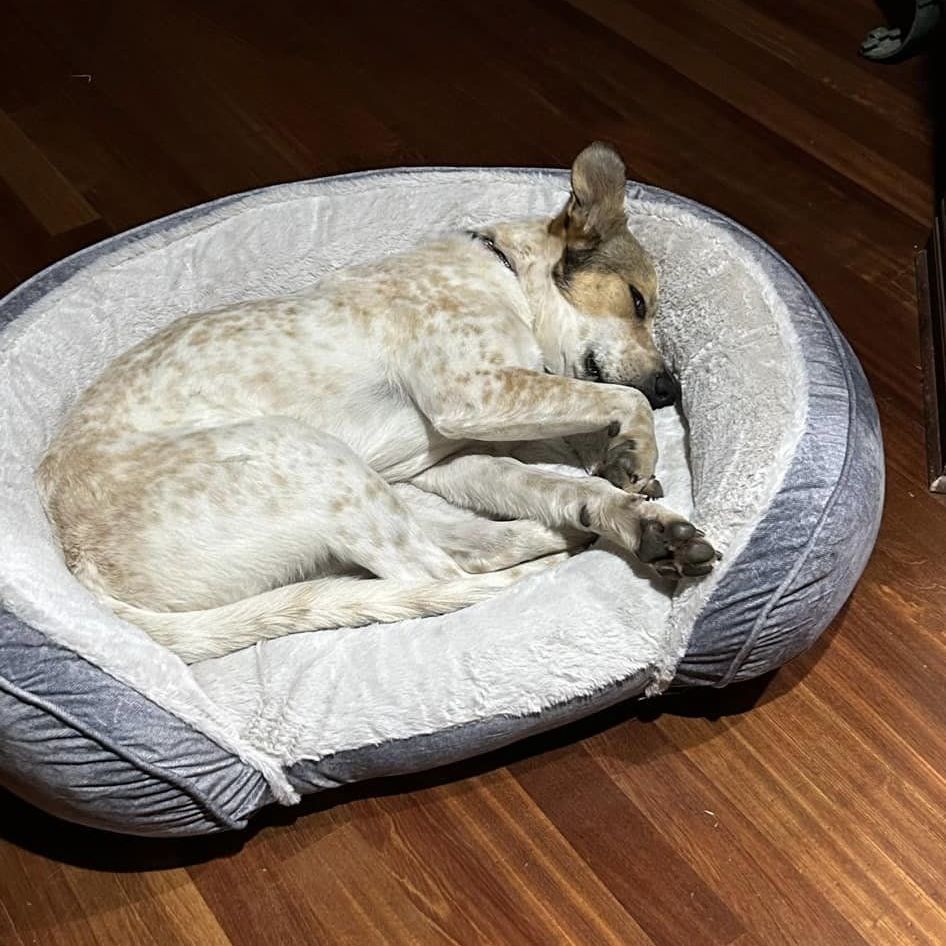 Enlarge Chief, a Adoptable mixed breed in Springfield, MO image 8/8