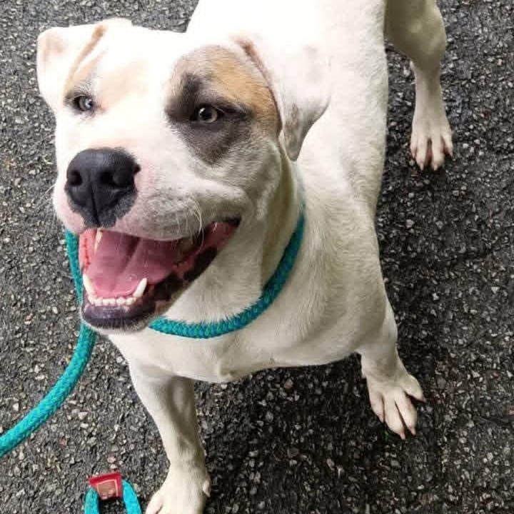 Enlarge Mary, a ADOPTABLE mixed breed in Greenfield, TN image 3/4