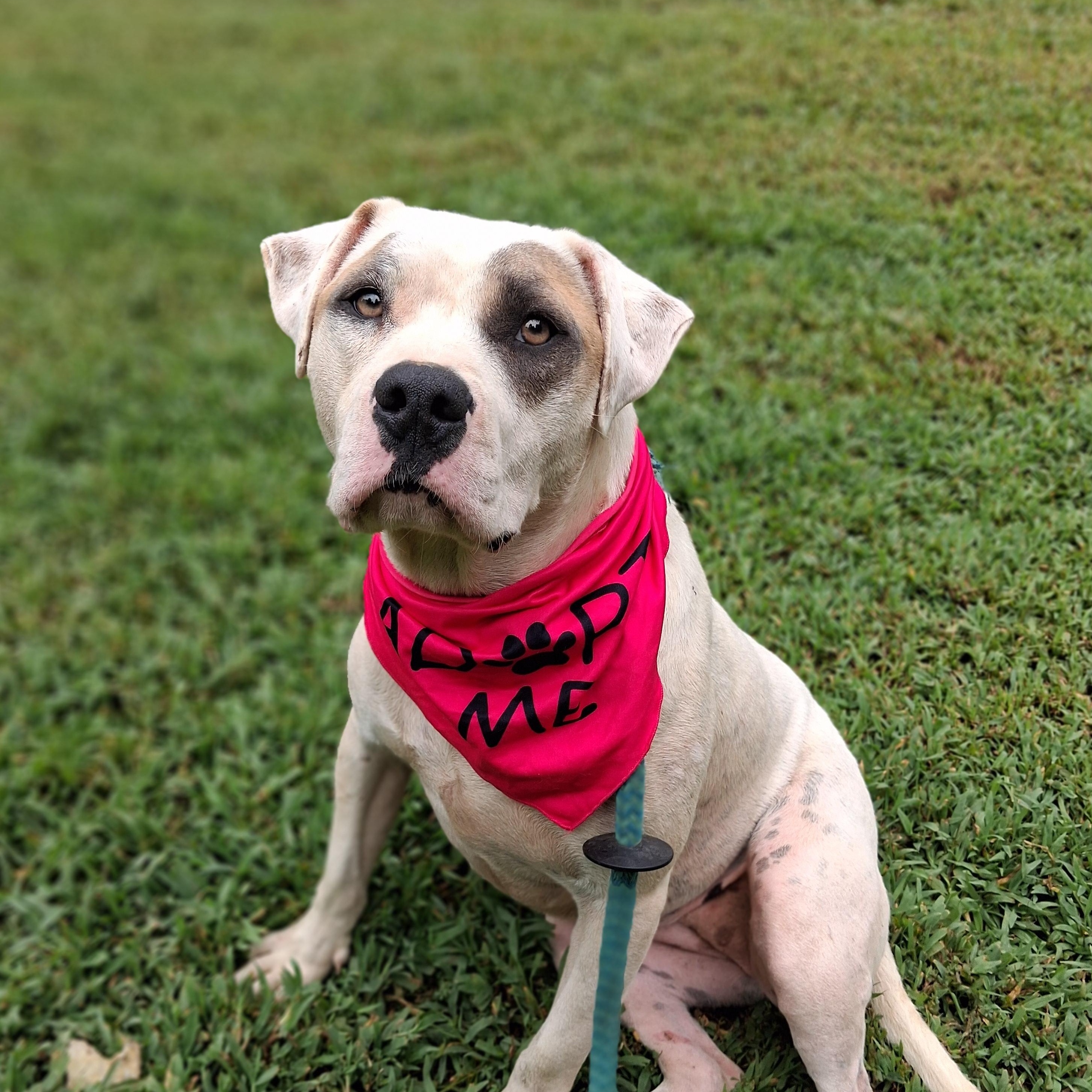 Enlarge Mary, a ADOPTABLE mixed breed in Greenfield, TN image 1/4