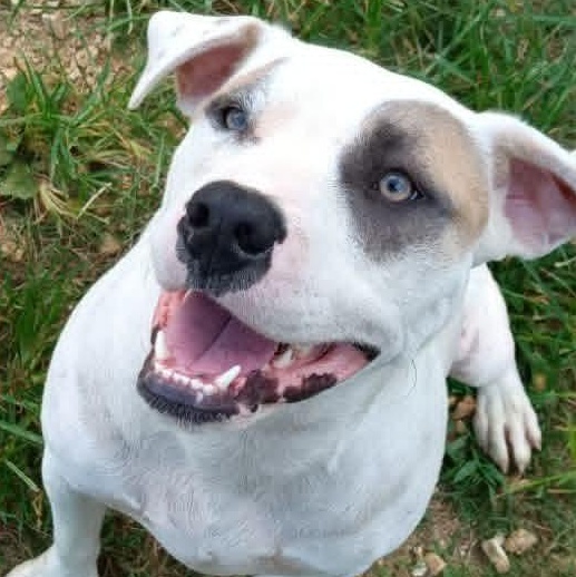 Enlarge Mary, a ADOPTABLE mixed breed in Greenfield, TN image 4/4
