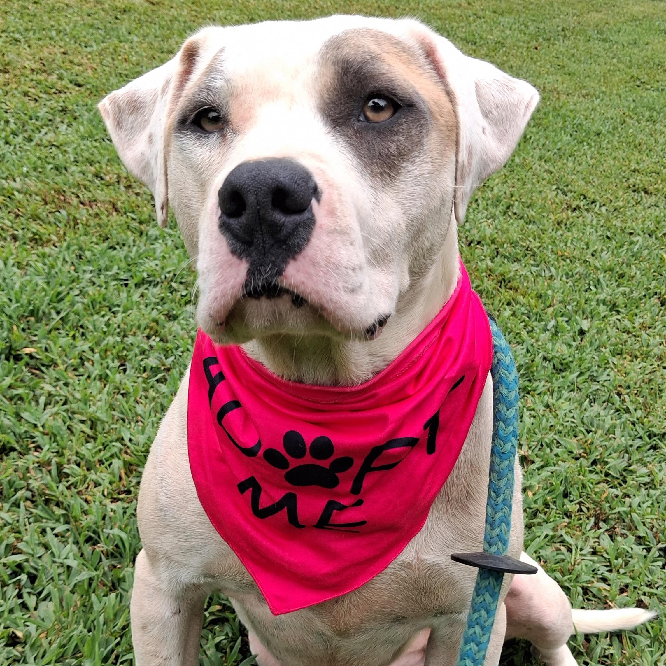Enlarge Mary, a ADOPTABLE mixed breed in Greenfield, TN image 2/4