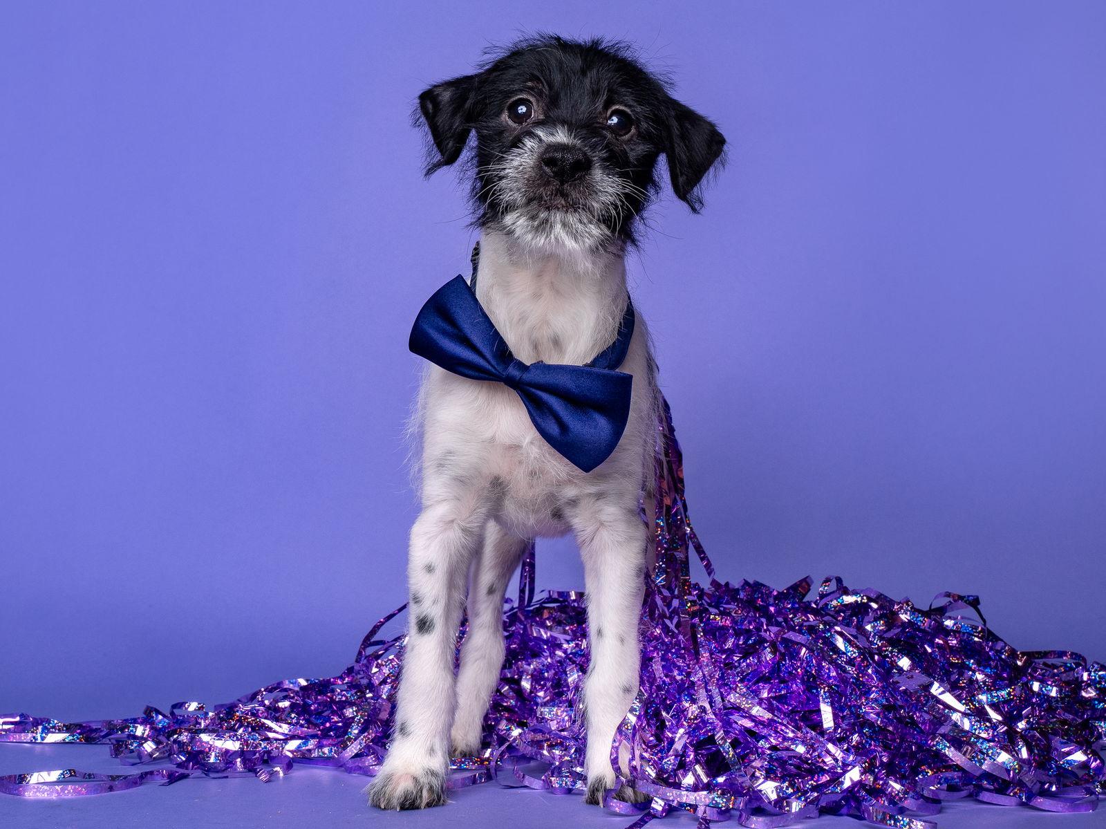 Sol: Mar, Adoptable, Puppy Male Jack Russell Terrier & Schnauzer.