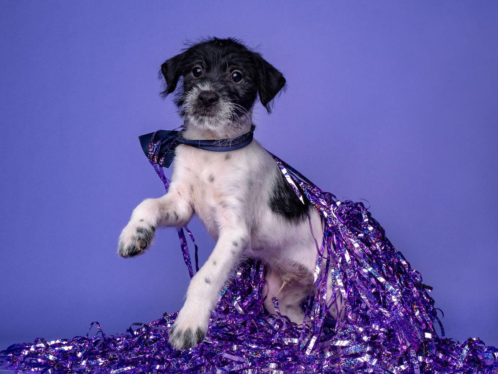 Enlarge Sol: Mar, a Adoptable mixed breed in Palo Alto, CA image 2/3