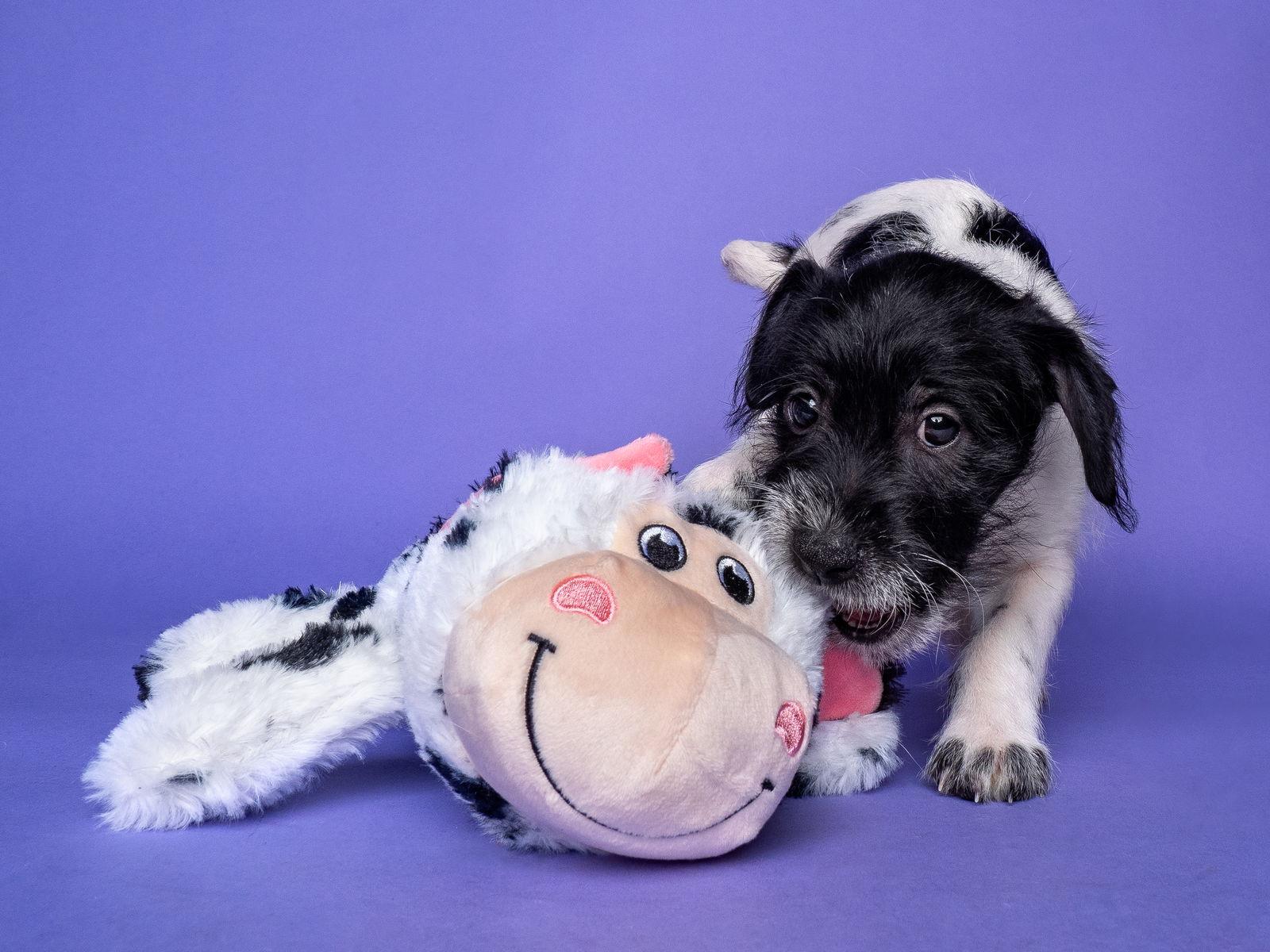 Enlarge Sol: Mar, a Adoptable mixed breed in Palo Alto, CA image 3/3