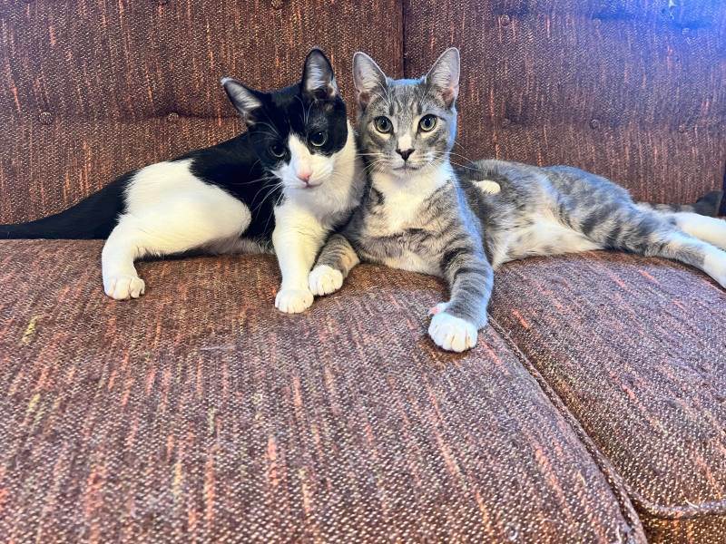 Enlarge Bolt and Champ, a Adoptable Domestic Short Hair in Howard, PA image 1/5