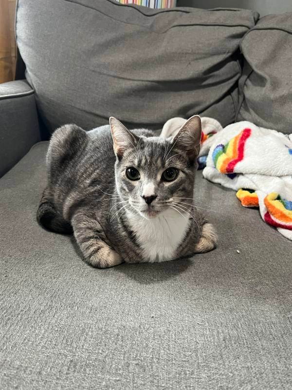 Enlarge Bolt and Champ, a Adoptable Domestic Short Hair in Howard, PA image 2/5