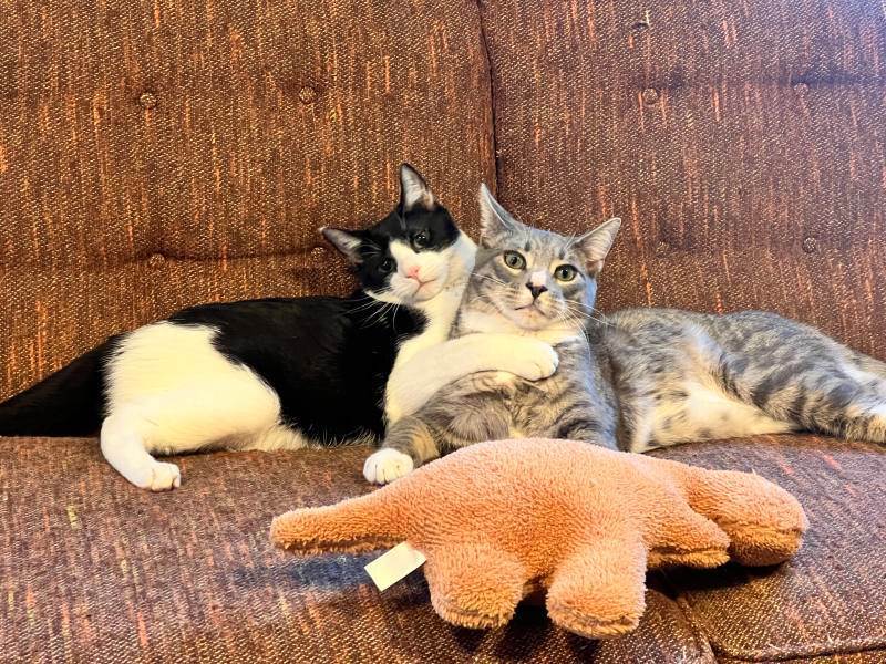 Enlarge Bolt and Champ, a Adoptable Domestic Short Hair in Howard, PA image 3/5