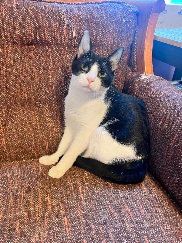 Enlarge Bolt and Champ, a Adoptable Domestic Short Hair in Howard, PA image 4/5