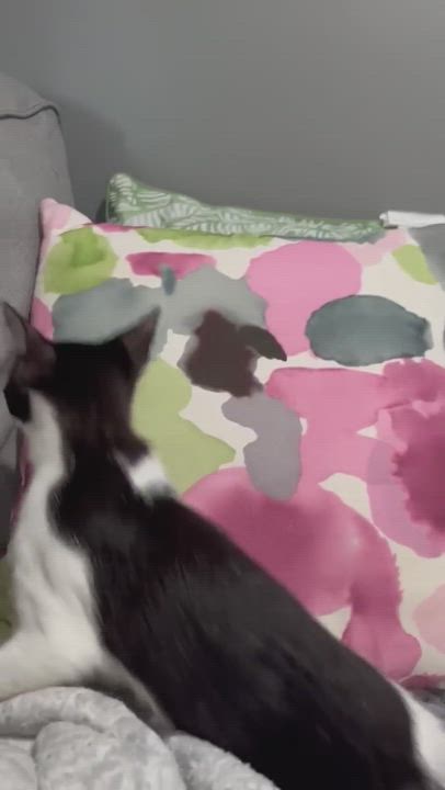 Enlarge Bolt and Champ, a Adoptable Domestic Short Hair in Howard, PA video 5/5