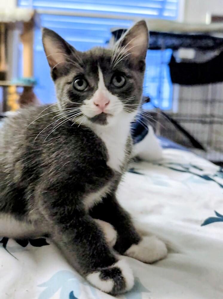 Sage, Adoptable, Kitten Female Domestic Short Hair.