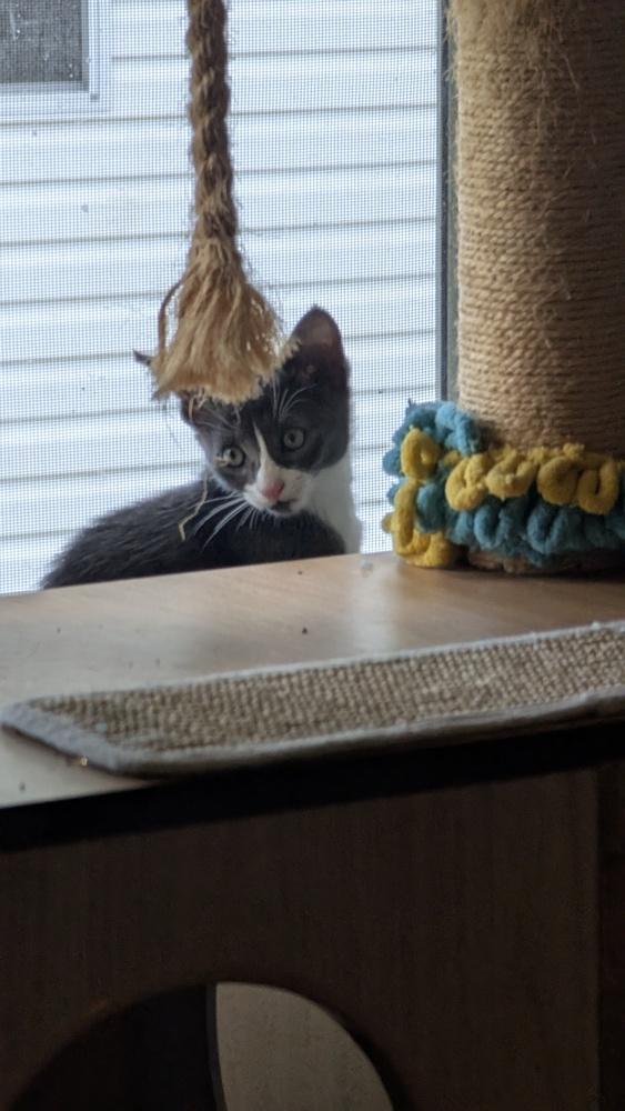 Sage, a Adoptable mixed breed in Brandon, FL image 4/4