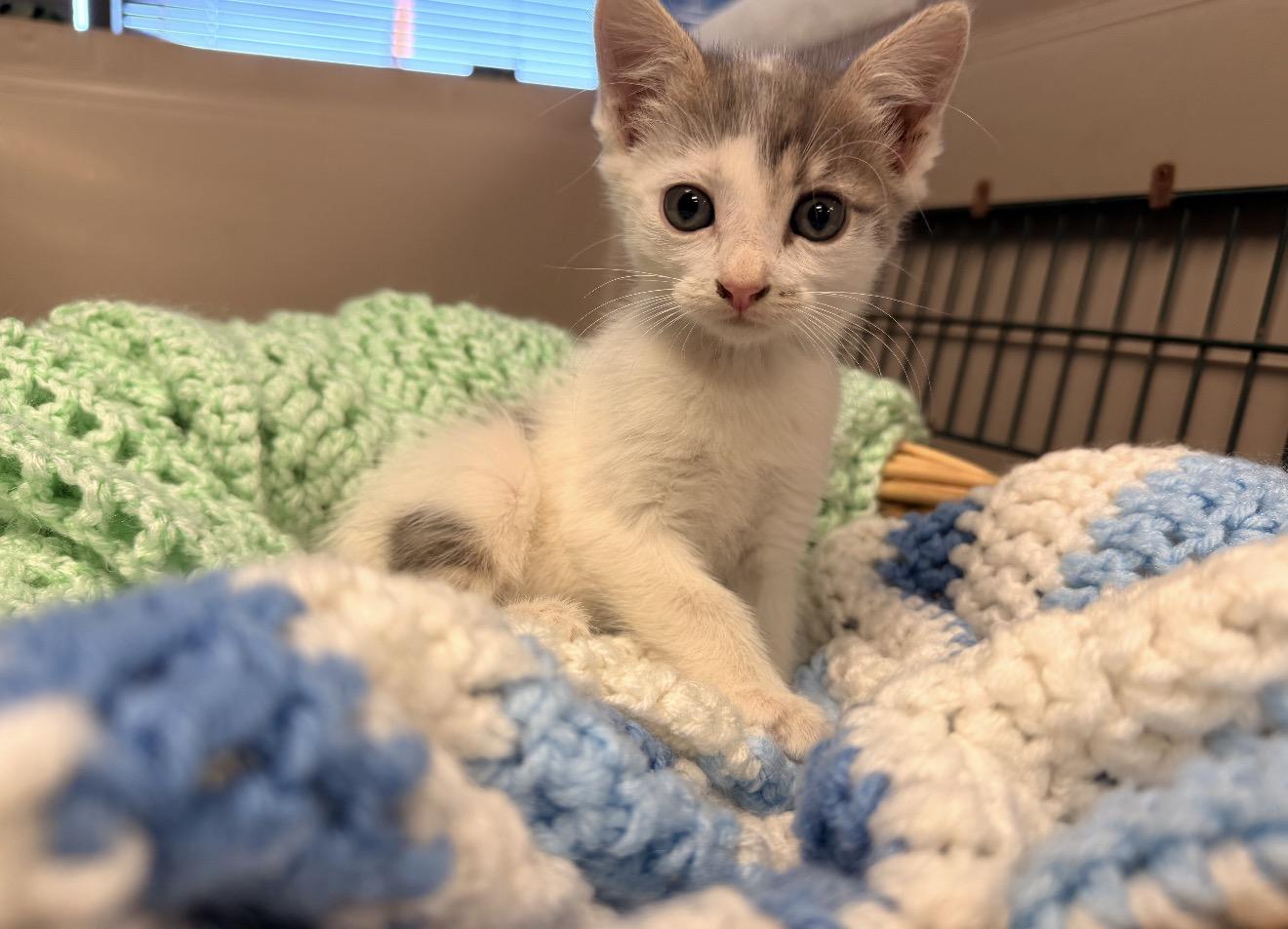Cloud, Adopted, Kitten Male Domestic Short Hair.