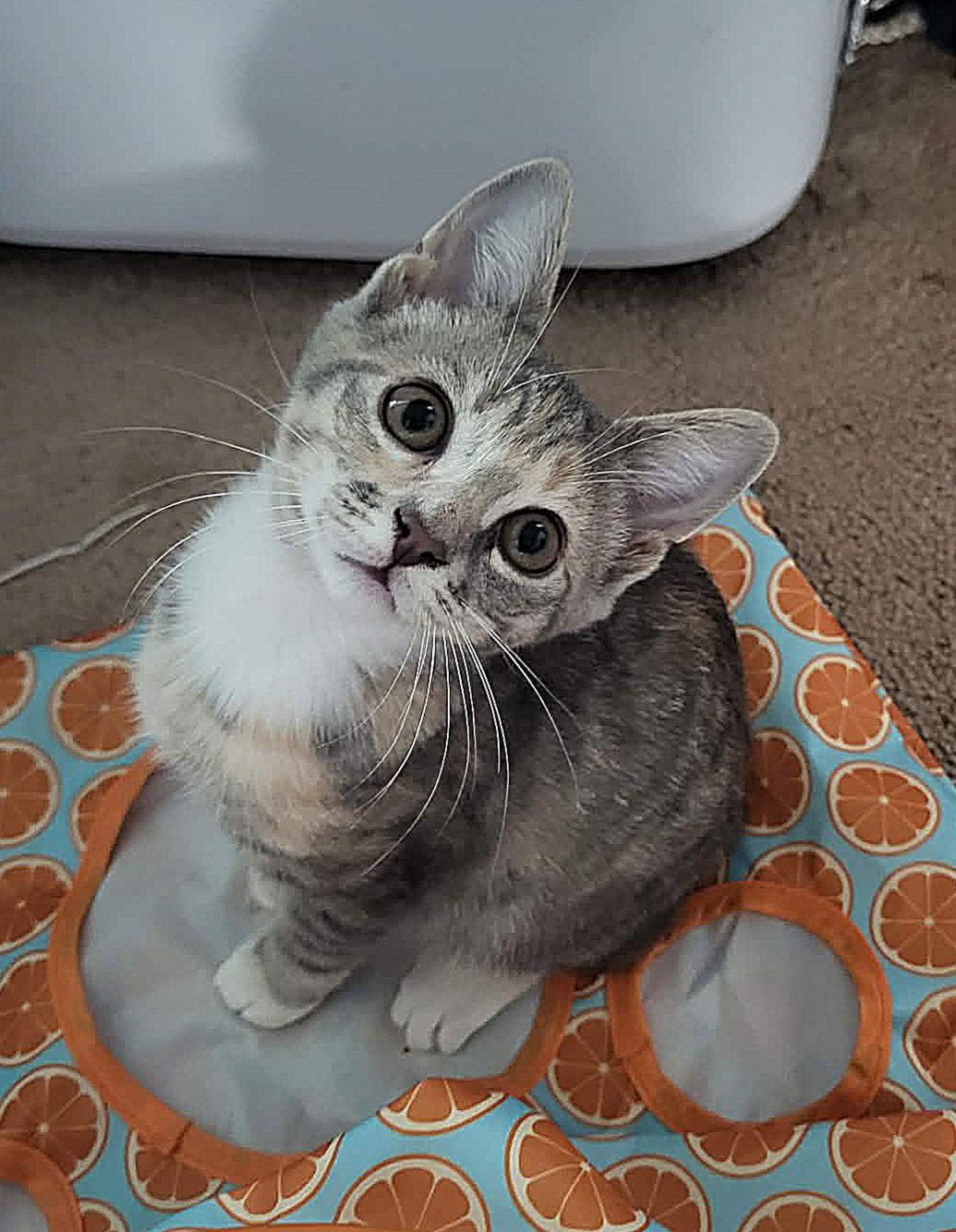 Hermione, Adopted, Kitten Female Domestic Short Hair.