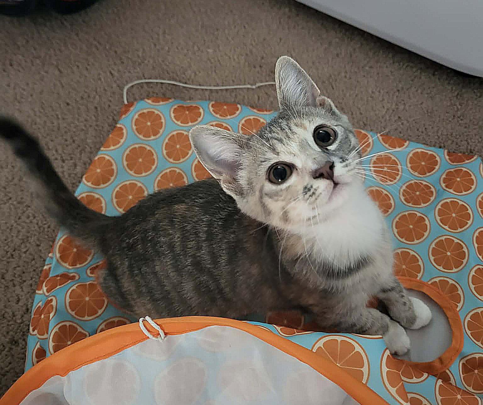 Hermione, a Adopted Domestic Short Hair in Whitehall, PA image 2/3