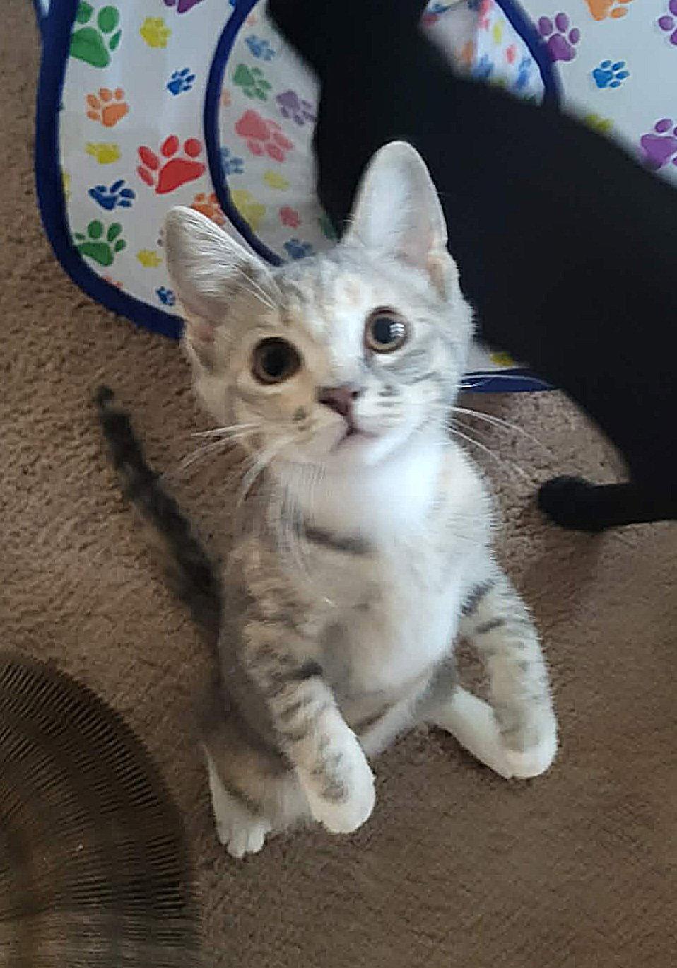 Hermione, a Adopted Domestic Short Hair in Whitehall, PA image 3/3