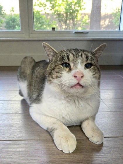 Felix, Adoptable, Adult Male Domestic Short Hair.