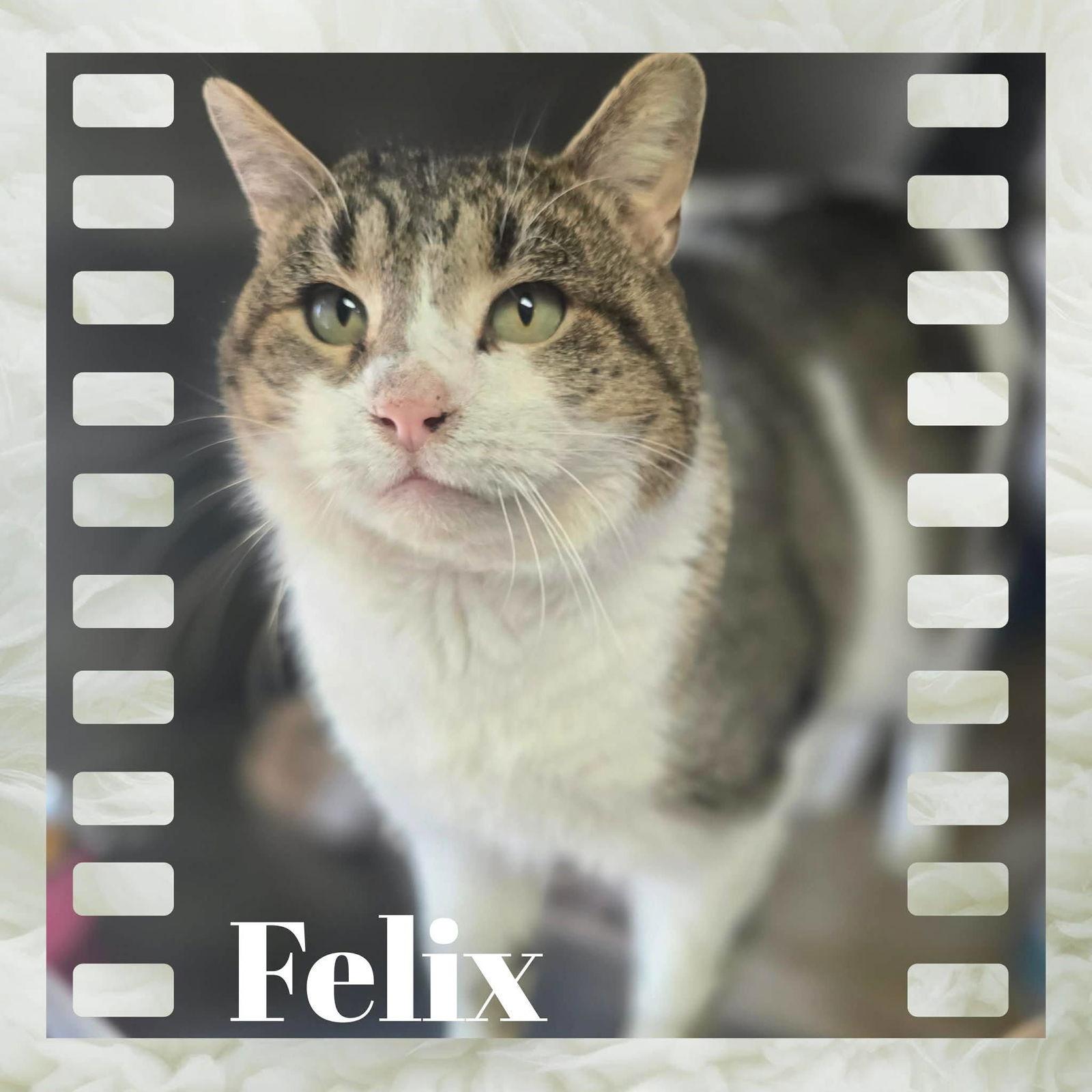 Enlarge Felix, a Adoptable Domestic Short Hair in Sullivan, IN image 2/2