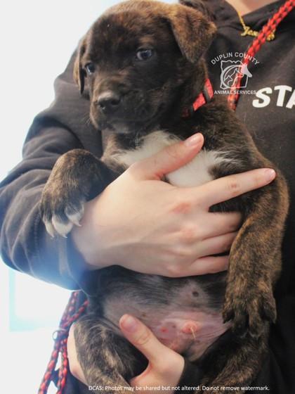 Enlarge TATE, a Adoptable mixed breed in Kenansville, NC image 1/3