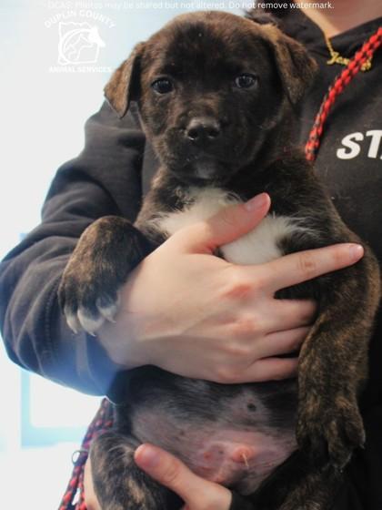 Enlarge TATE, a Adoptable mixed breed in Kenansville, NC image 2/3