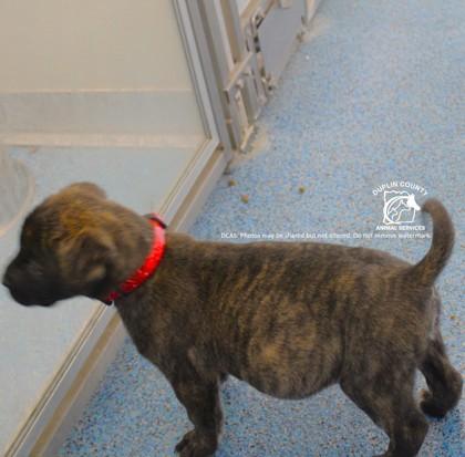 Enlarge TATE, a Adoptable mixed breed in Kenansville, NC image 3/3