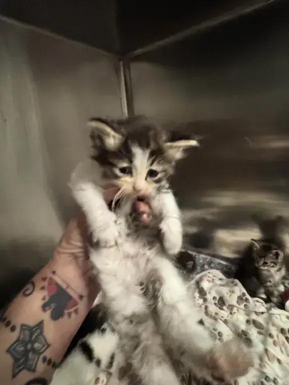 Cricket, Adoptable, Kitten Female Domestic Medium Hair.