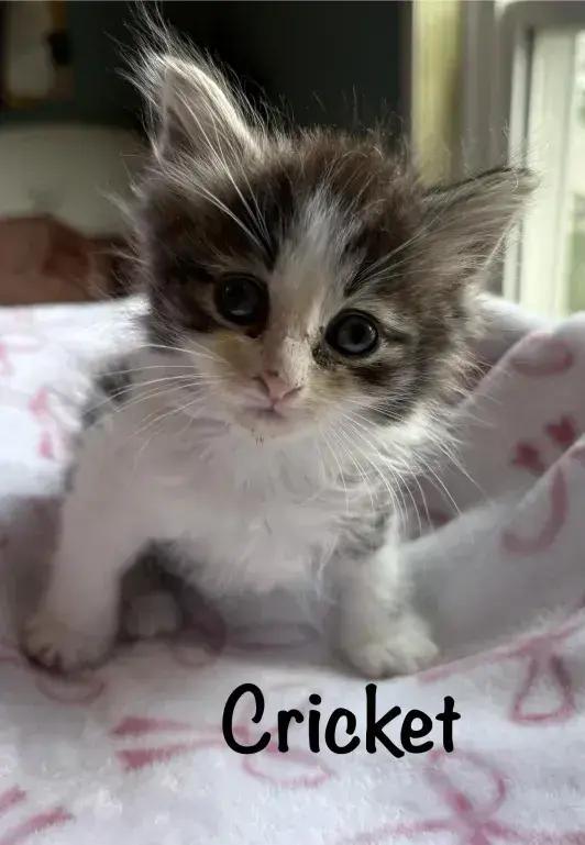 Enlarge Cricket, a Adoptable Domestic Medium Hair in Grand Rapids, MI image 2/6