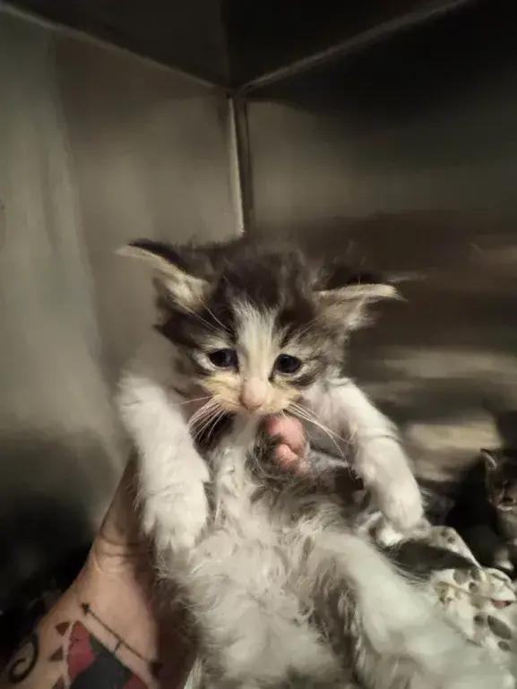 Enlarge Cricket, a Adoptable Domestic Medium Hair in Grand Rapids, MI image 3/6