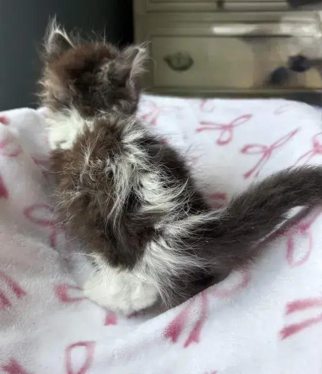 Enlarge Cricket, a Adoptable Domestic Medium Hair in Grand Rapids, MI image 4/6