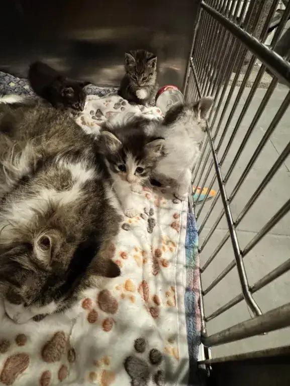 Enlarge Cricket, a Adoptable Domestic Medium Hair in Grand Rapids, MI image 5/6