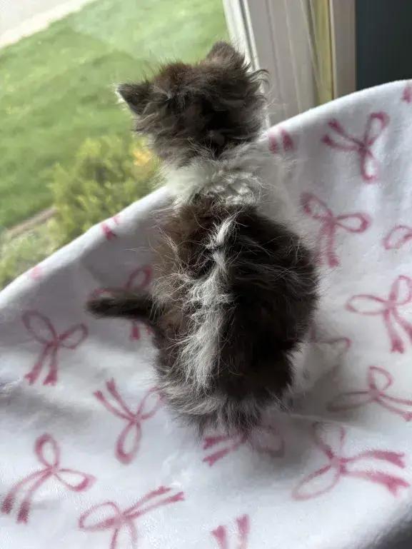 Enlarge Cricket, a Adoptable Domestic Medium Hair in Grand Rapids, MI image 6/6