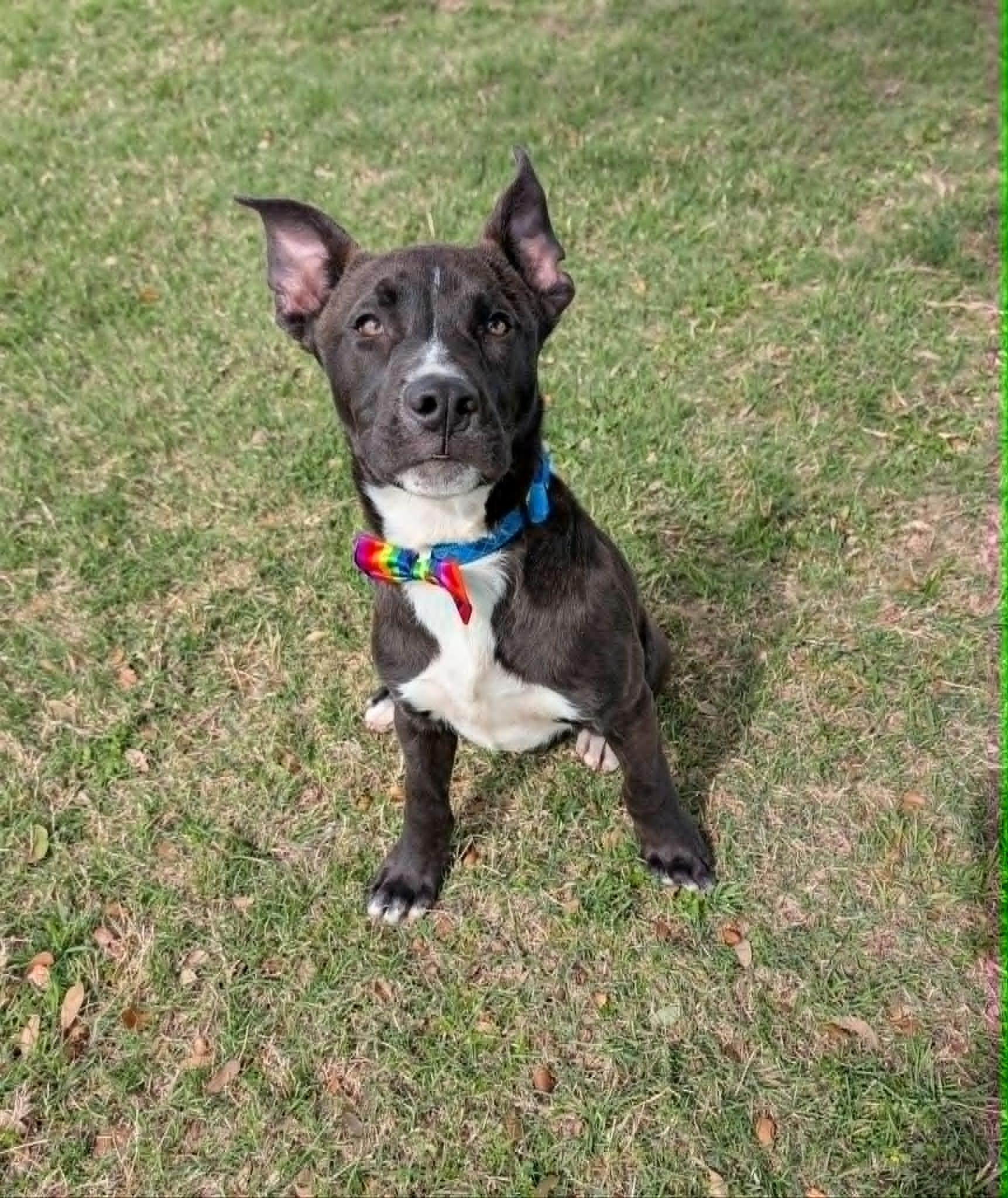 Circles, a ADOPTABLE mixed breed in Cleburne, TX image 3/3