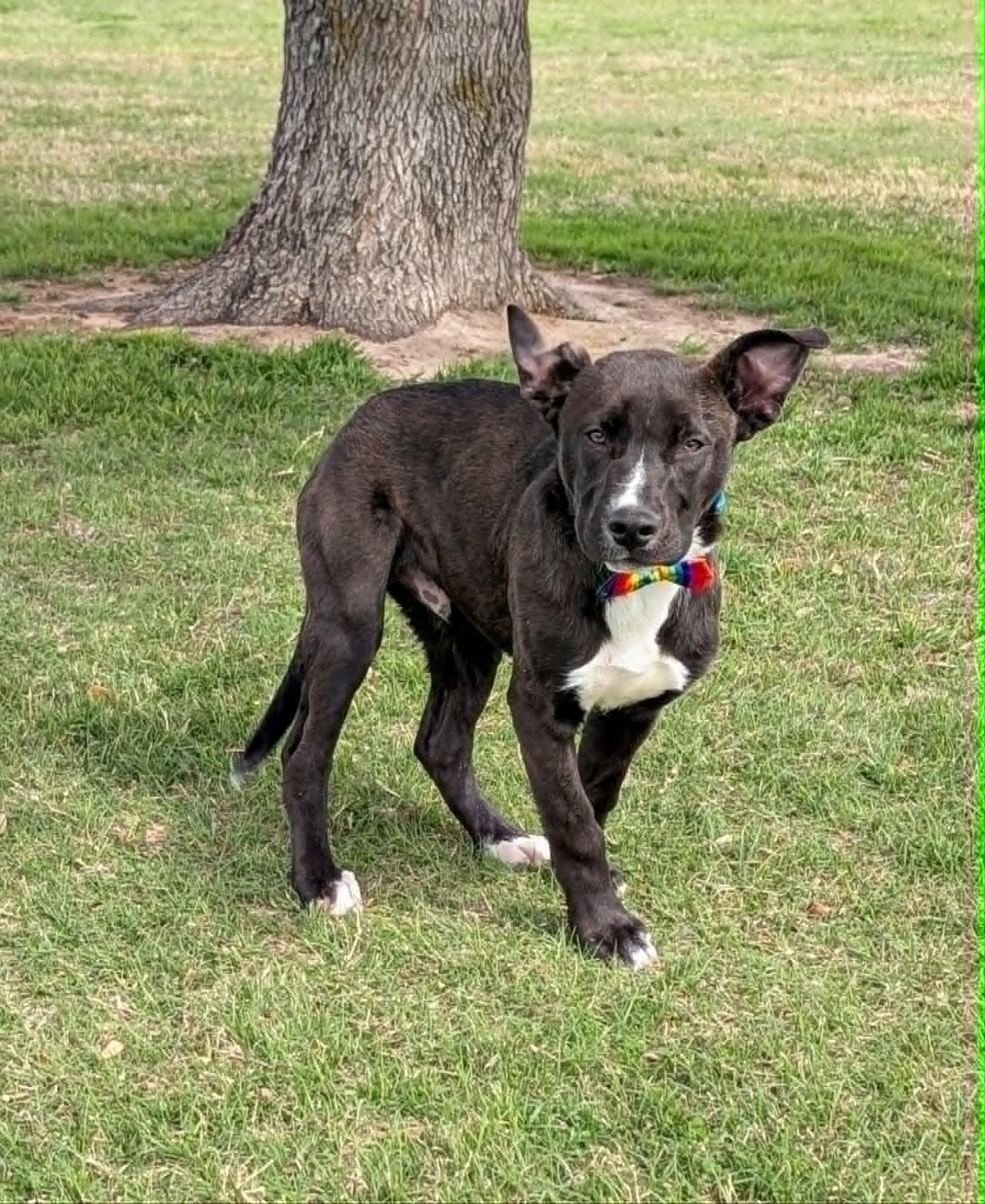 Circles, a ADOPTABLE mixed breed in Cleburne, TX image 1/3