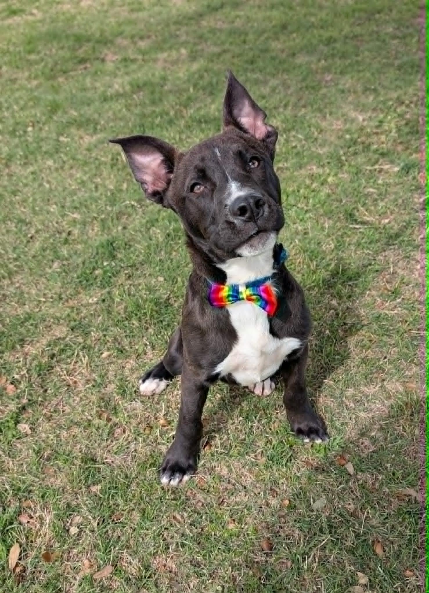 Circles, a ADOPTABLE mixed breed in Cleburne, TX image 2/3