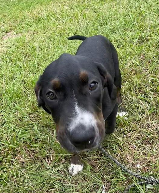 Bolo, Adopted, Young Male Pointer & Hound.