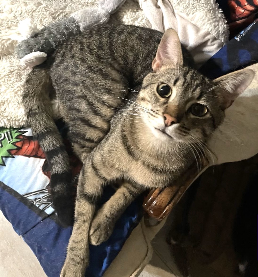 Isamu NWC, Young Male Domestic Short Hair