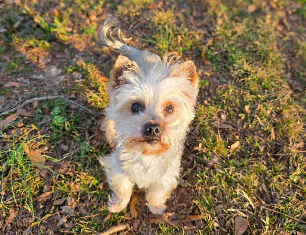 Baby Gherkin, Adoptable, Young Male Yorkshire Terrier.