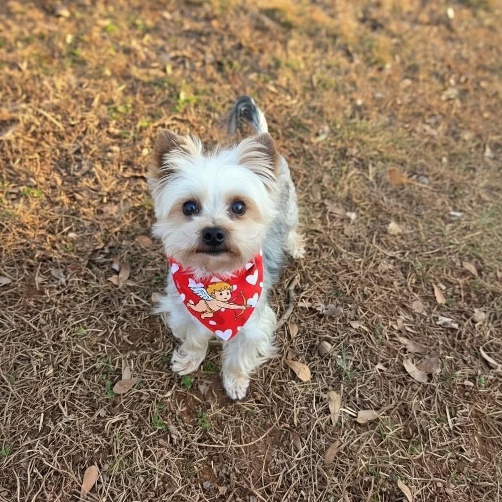 Enlarge Baby Gherkin, a Adoptable Yorkshire Terrier in Wayne, NJ image 3/4