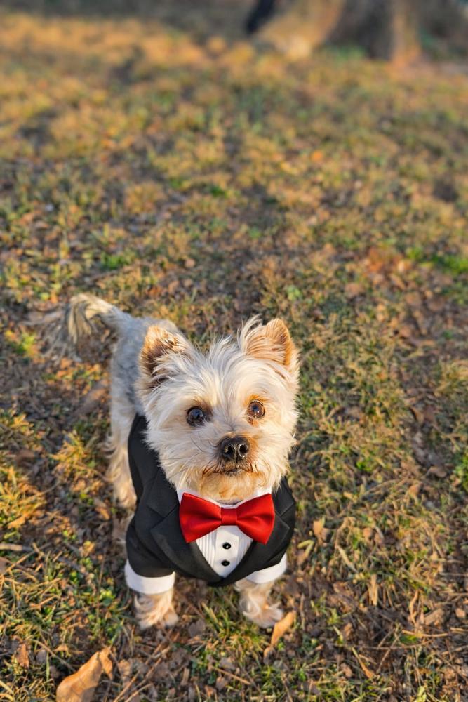 Enlarge Baby Gherkin, a Adoptable Yorkshire Terrier in Wayne, NJ image 4/4