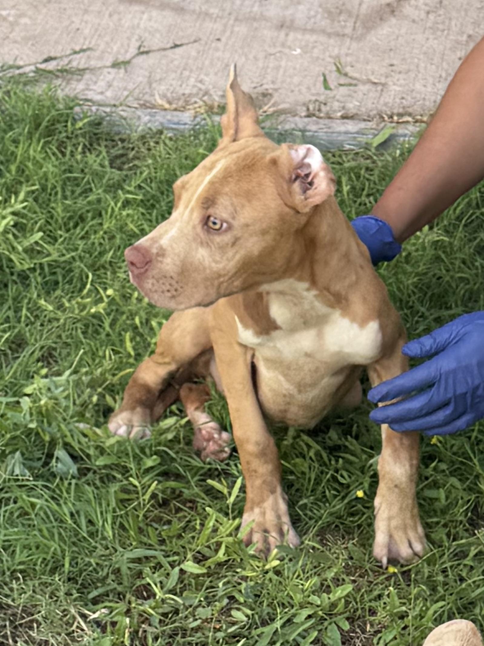 Enlarge Loki, a Adoptable mixed breed in Georgetown, TX image 2/4