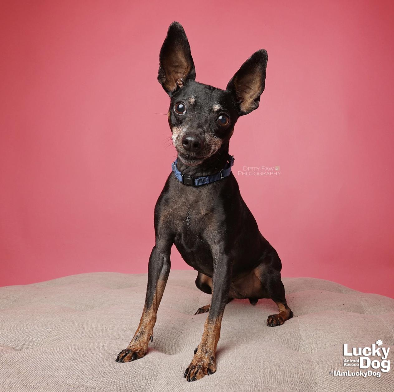Cherry, Adoptable, Adult Female Miniature Pinscher & Terrier.