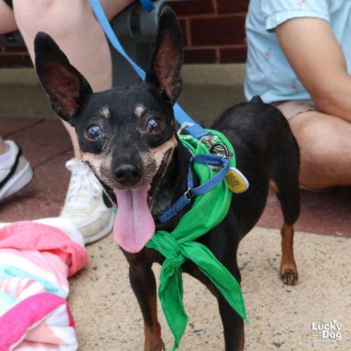 Enlarge Cherry, a Adopted mixed breed in Washington, DC image 2/3