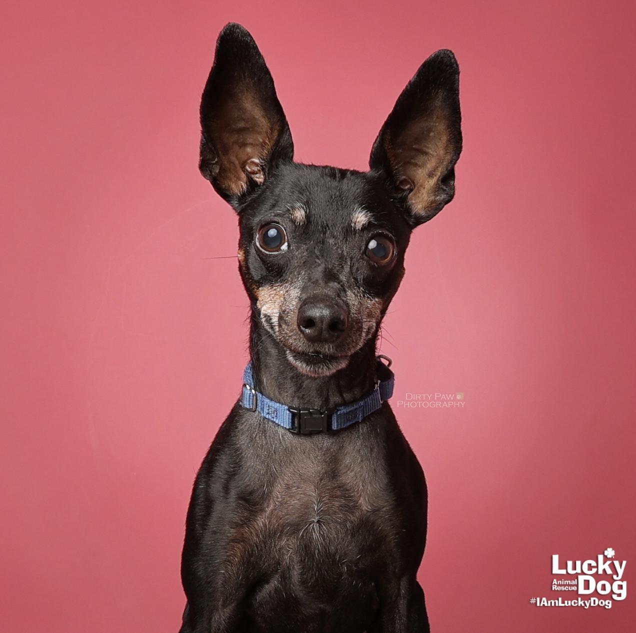 Enlarge Cherry, a Adopted mixed breed in Washington, DC image 3/3