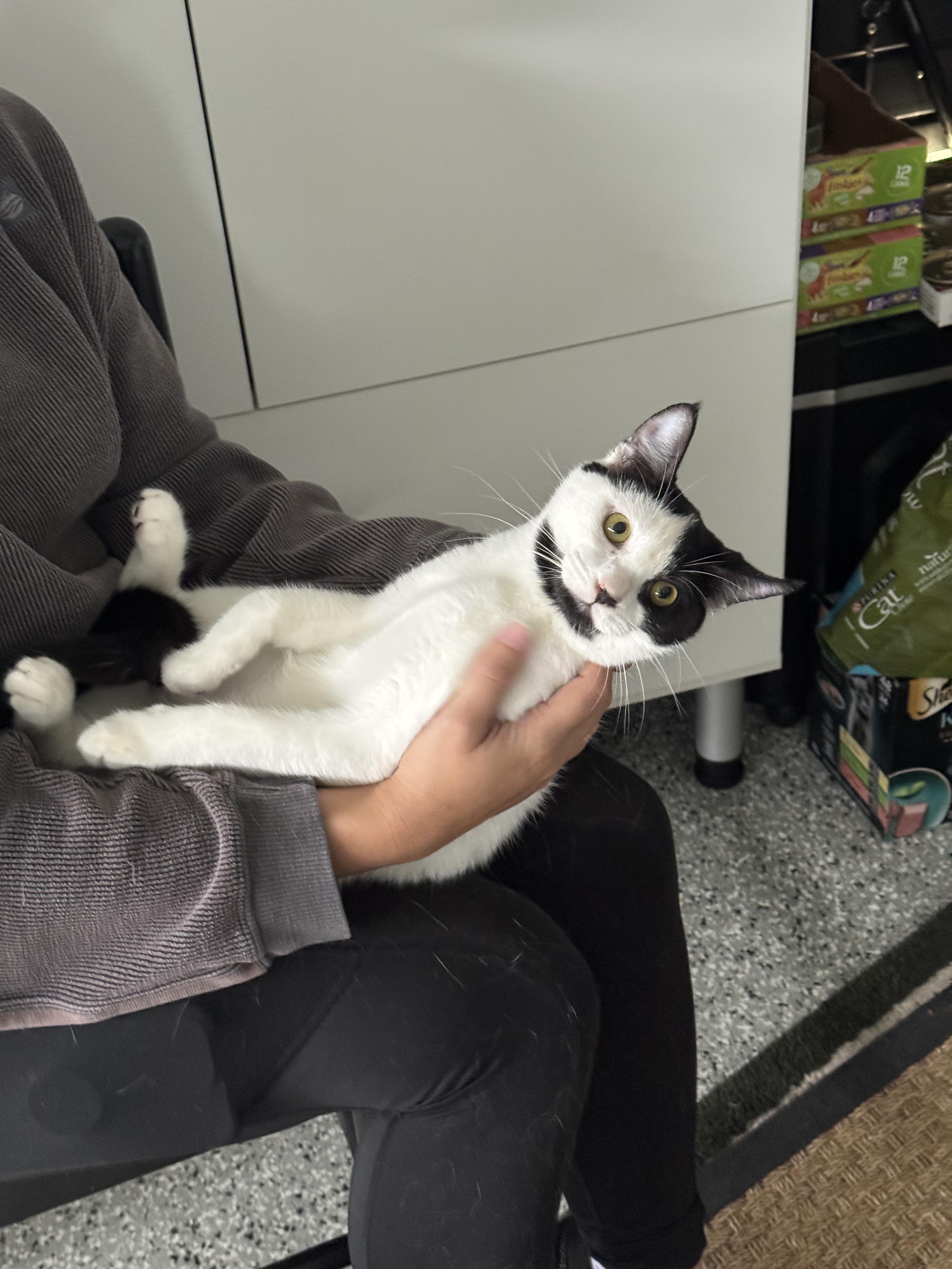 Arlene, ADOPTABLE, Young Female Domestic Short Hair.