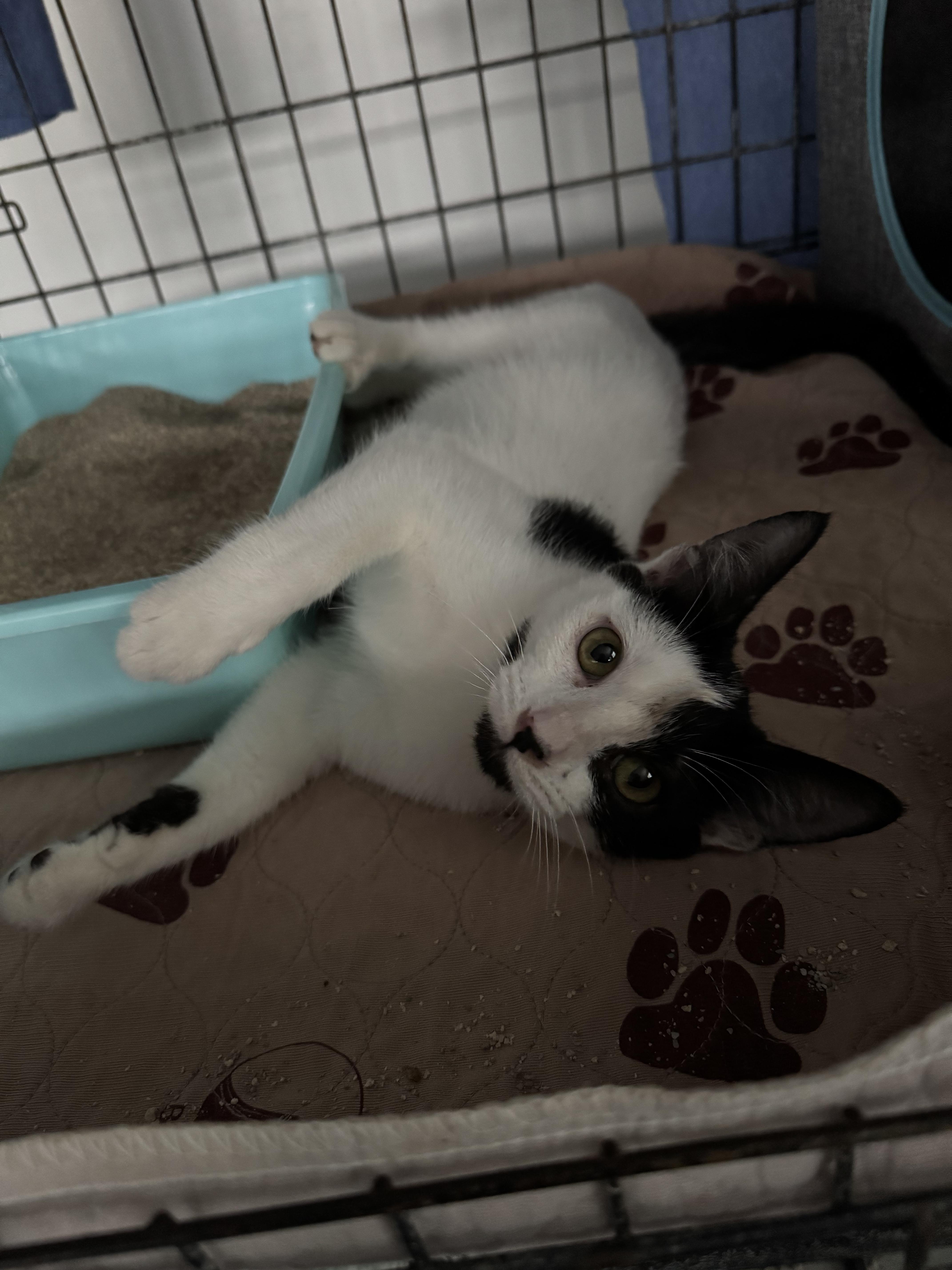 Enlarge Arlene, a ADOPTABLE Domestic Short Hair in Long Beach, CA image 2/3