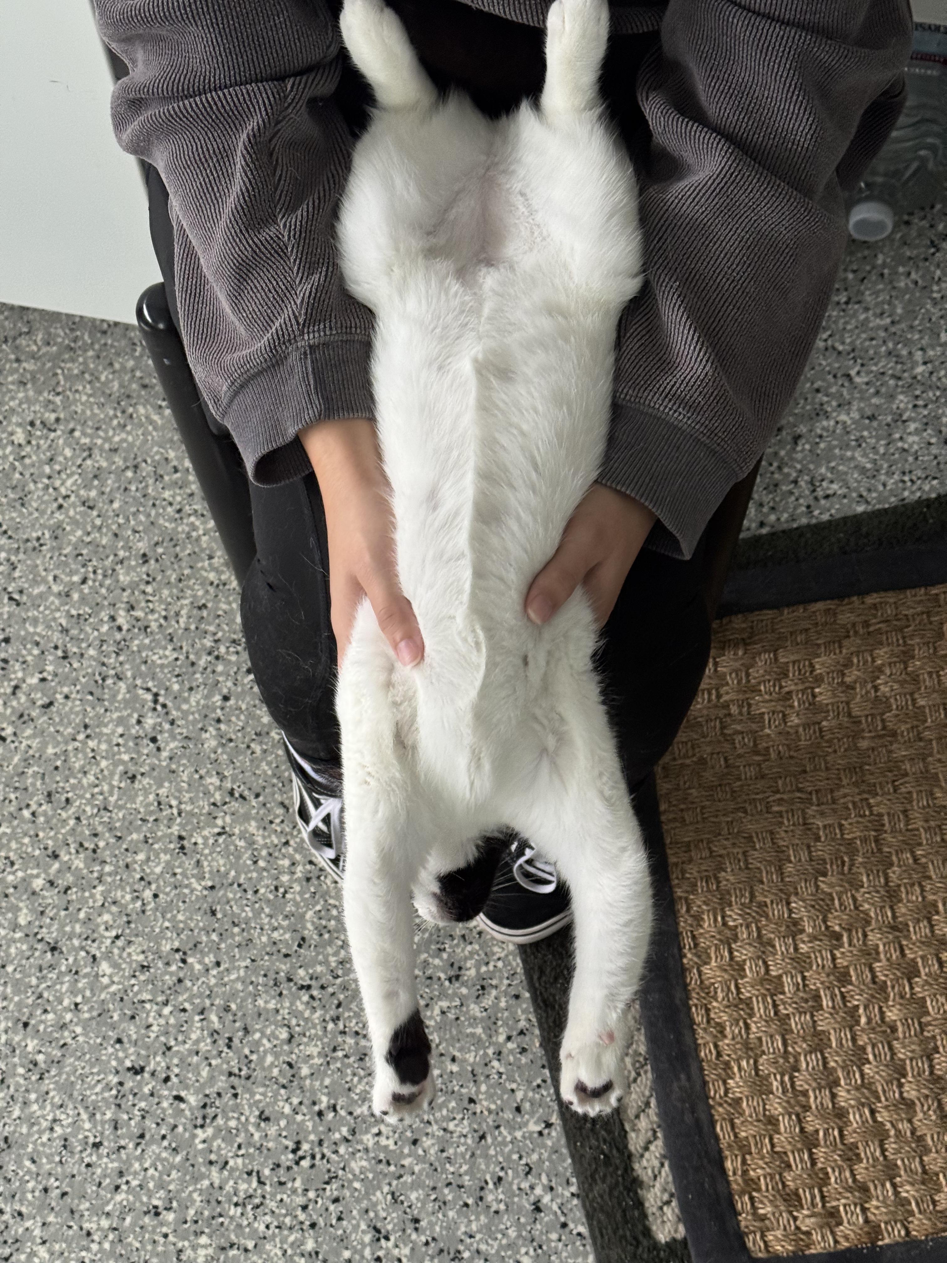 Enlarge Arlene, a ADOPTABLE Domestic Short Hair in Long Beach, CA image 3/3