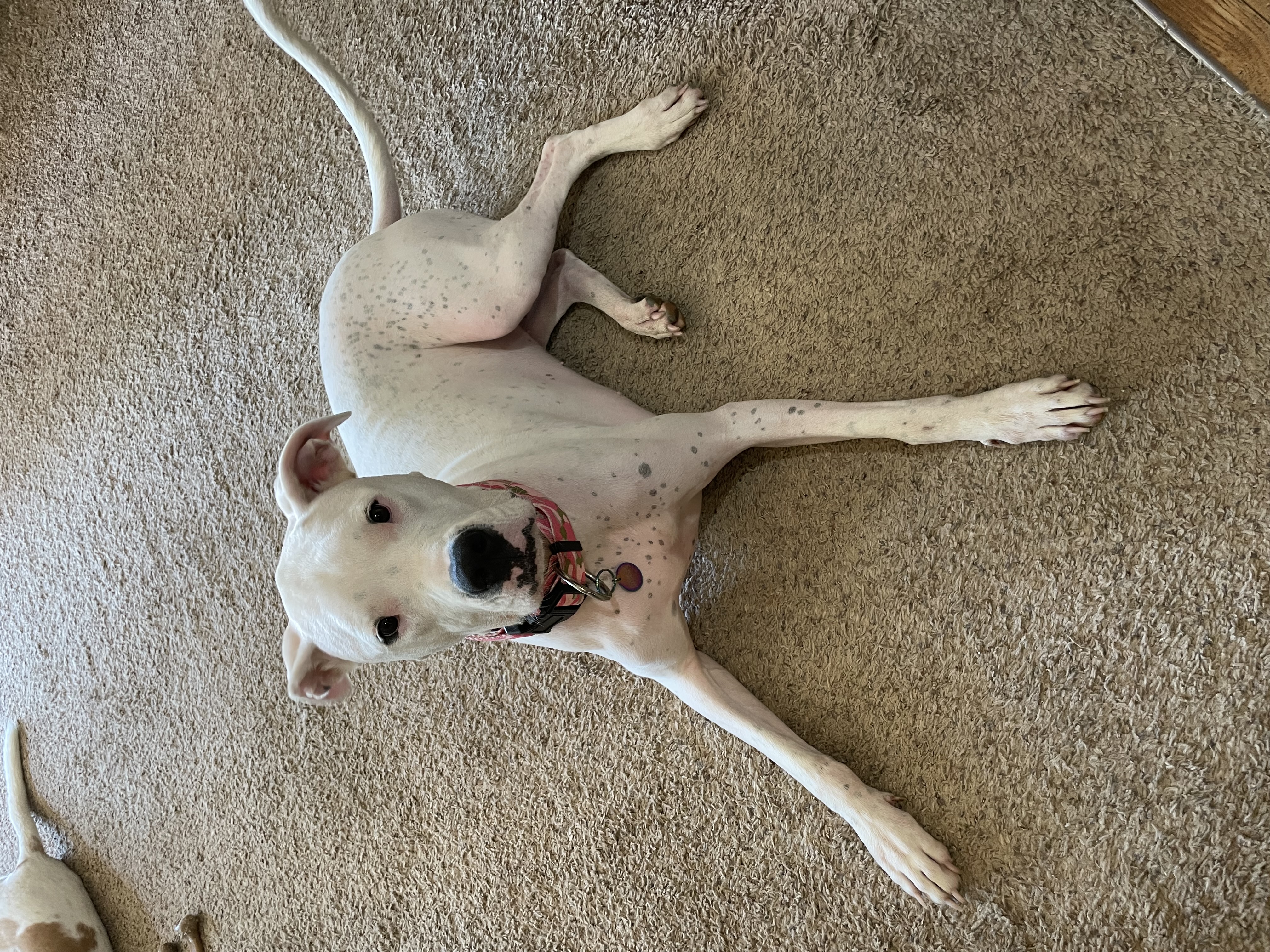 Enlarge Xena, a Adopted Dogo Argentino in Florala, AL image 4/6
