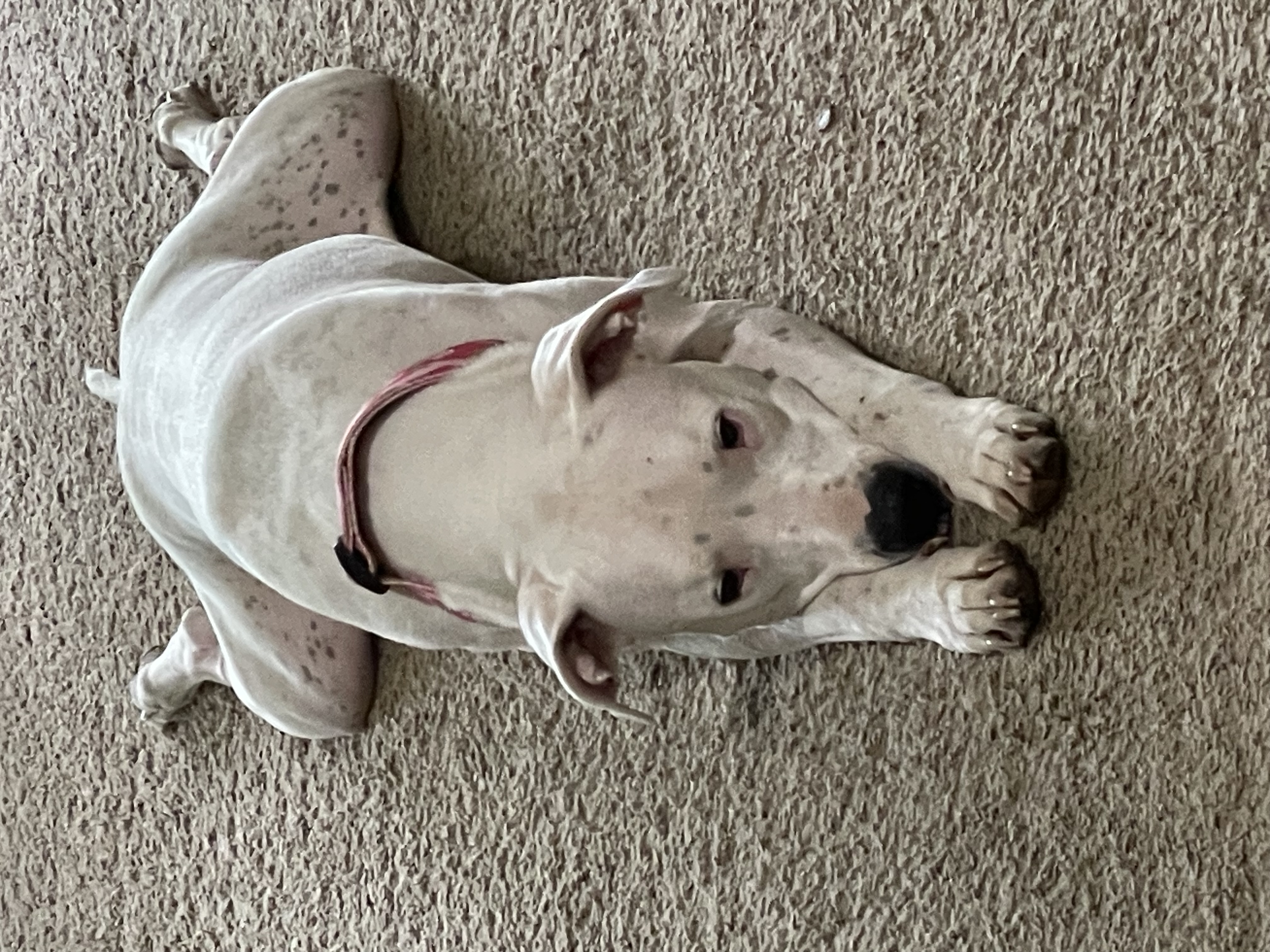 Enlarge Xena, a Adopted Dogo Argentino in Florala, AL image 3/6