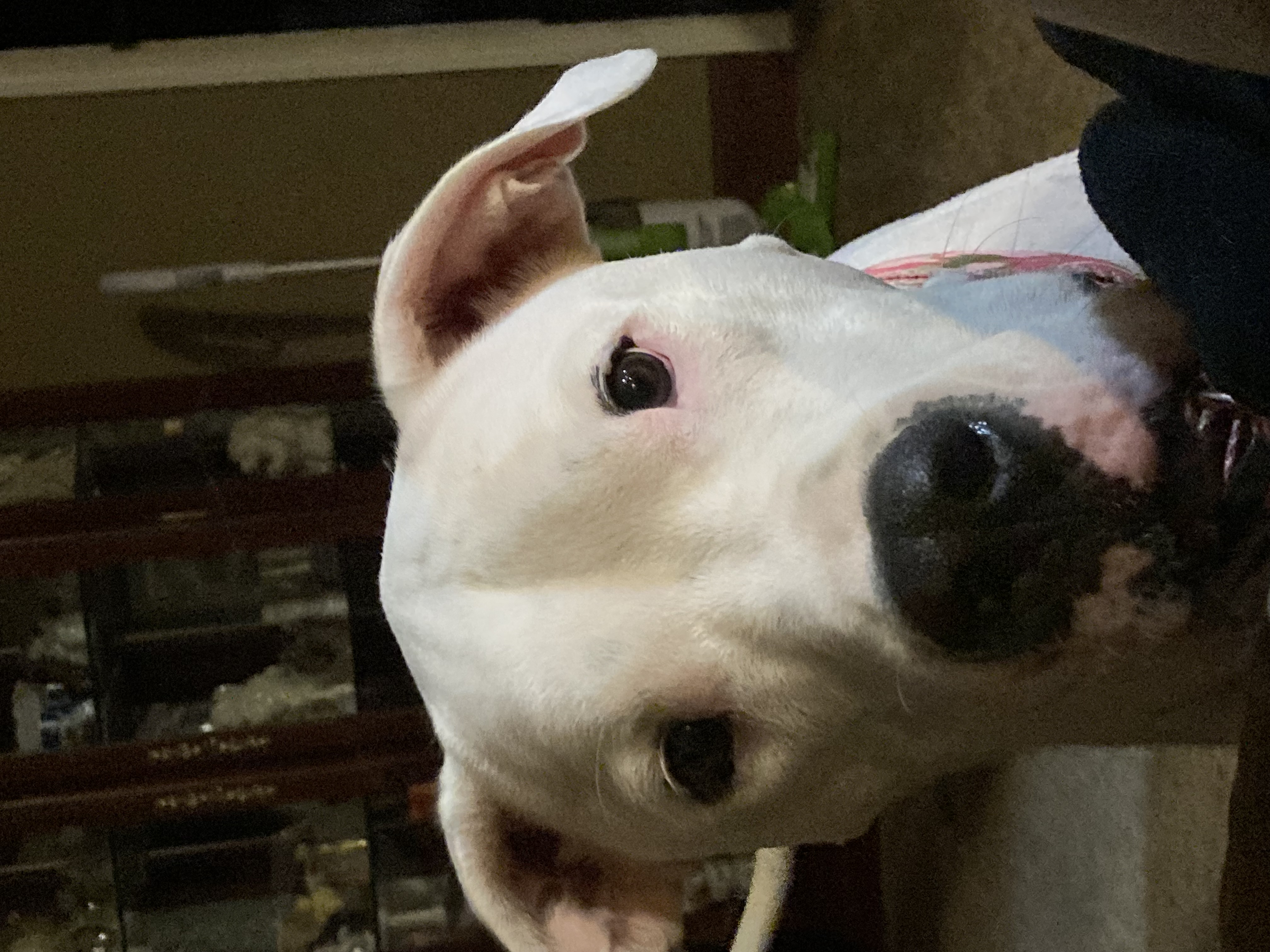 Enlarge Xena, a Adopted Dogo Argentino in Florala, AL image 6/6