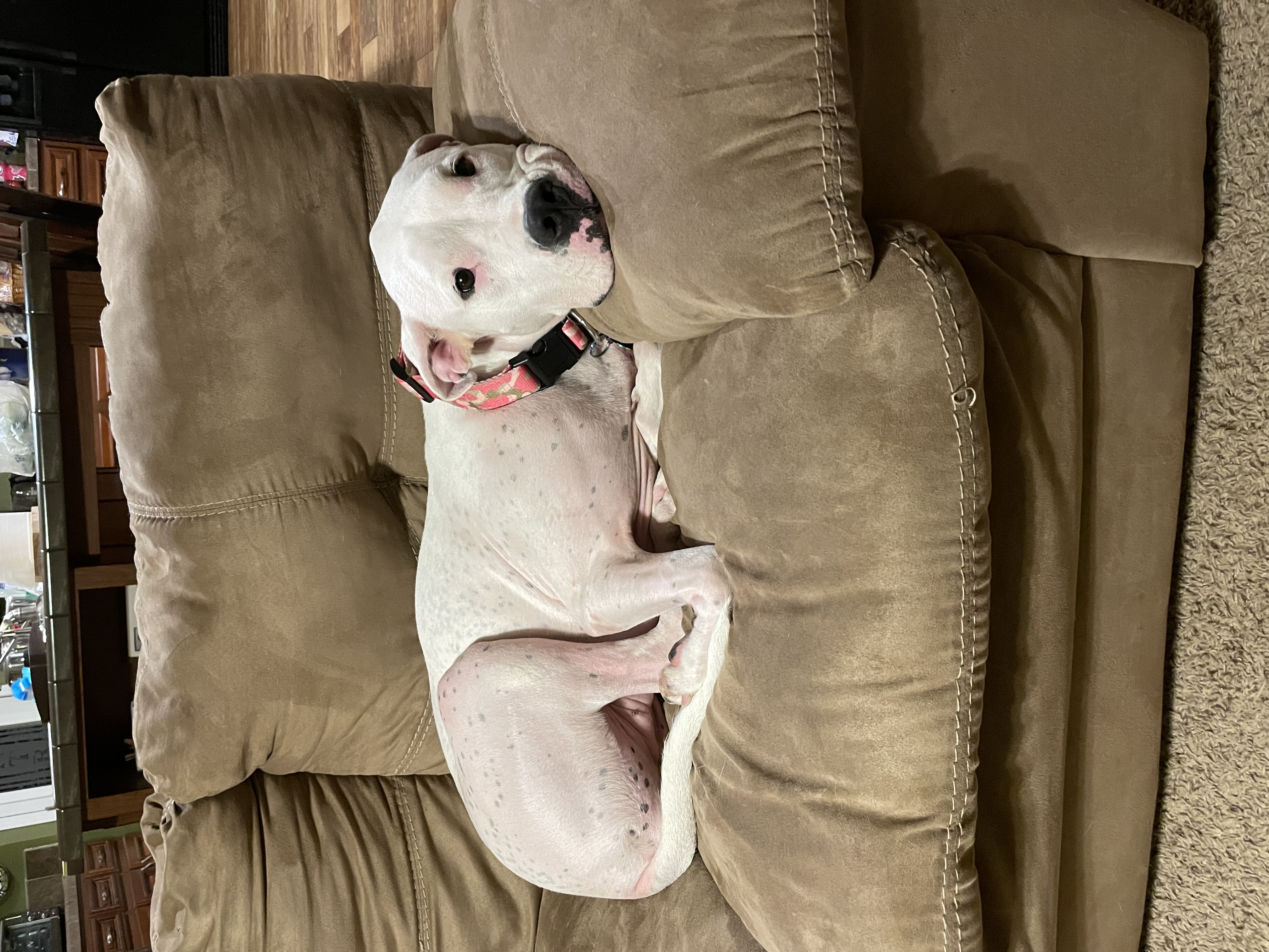 Enlarge Xena, a Adopted Dogo Argentino in Florala, AL image 5/6